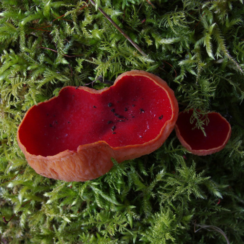 Scarlet elf cups - Sarcoscypha austriaca - coming to the end of their season.