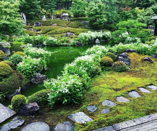 両足院庭園“半夏生の庭” [ 京都市東山区 ] Kenninji Ryosokuin Temple Garden, Gion, Kyoto の写真・記事を更新しました。 ーー毎年6月に見頃を迎え特別公