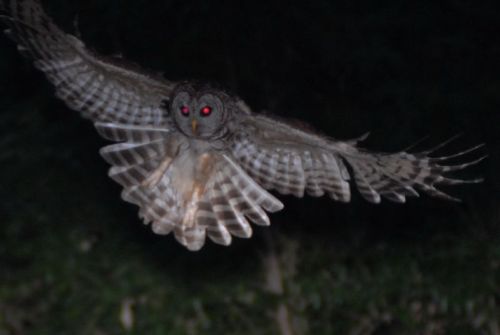 hootalot: Darth Owl