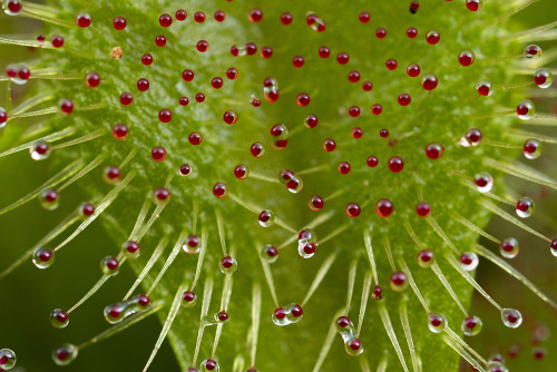 Death is Life, for Sundews.Species of the genus Drosera are commonly known as sundews. They are wide