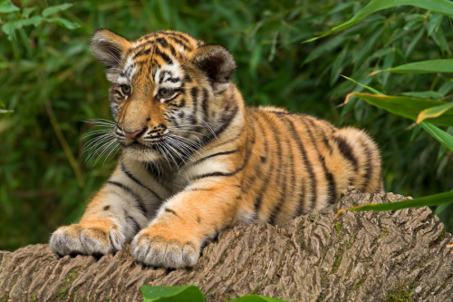 nikalad: Tiger Cub by Jürgen Mayer on 500px.com