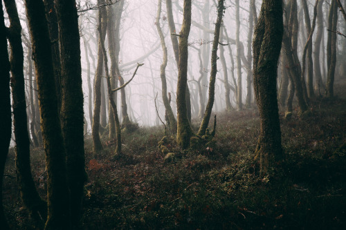 ardley: The Great Wood, RamscombePhotographed by Freddie Ardley Instagram Prints