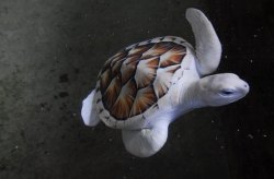 Hispirategirl:  Perfectlyscrumptious:  Sciencealert:  This Albino Sea Turtle Lives