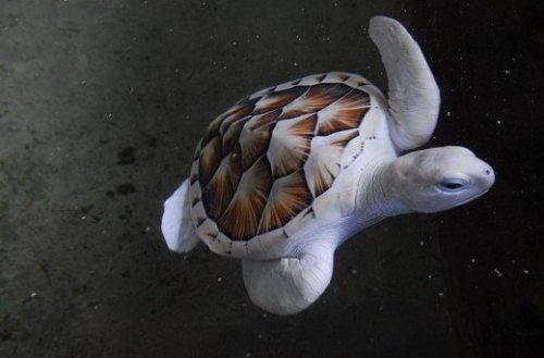 hispirategirl:  perfectlyscrumptious:  sciencealert:  This albino sea turtle lives at the Kosgoda Turtle Hatchery in Sri Lanka! So cool! 