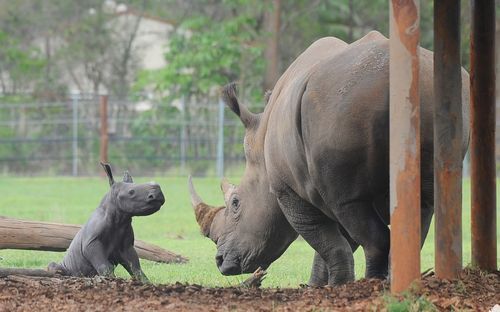 theanimalblog:  Baby Rhino 