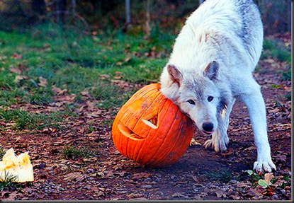 abstractlyrapacious:in the spirit of Halloween, here’s an appreciation post for wolves with pumpkins