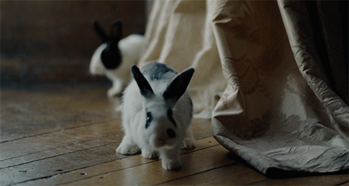 ofallingstar:The Favourite (2018)