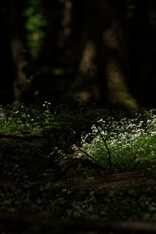 k641739021:alone… (by seeker0204)