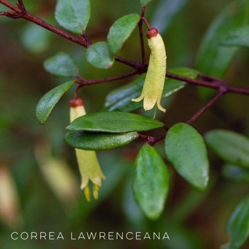 Correa lawrenceana (Rutaceae)..Commonly called the ‘Mountain Correa’ because it grows on mountains i