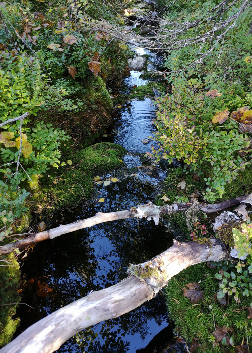 Gryvelån nature reserve, Dalarna, Sweden. 