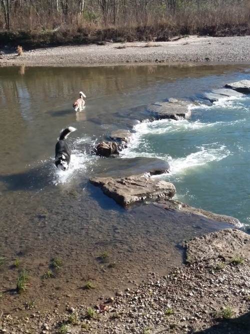 Enjoying a hike by the creek (and a swim if you’re a husky).