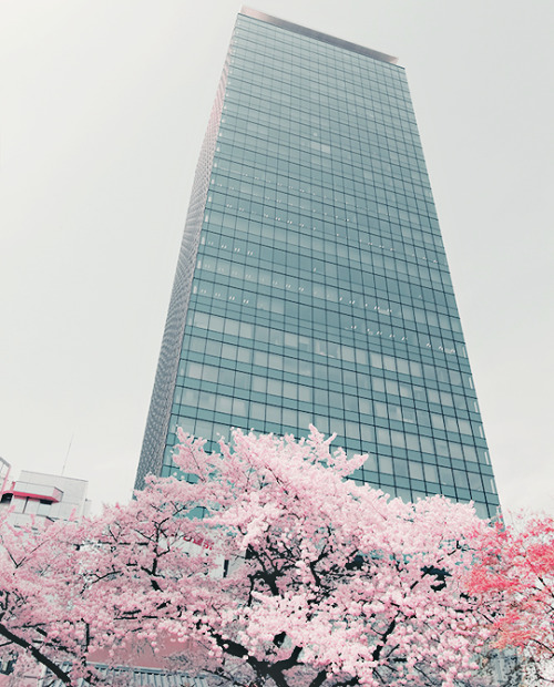 yuffii:Sakura [by Taio Konishi]