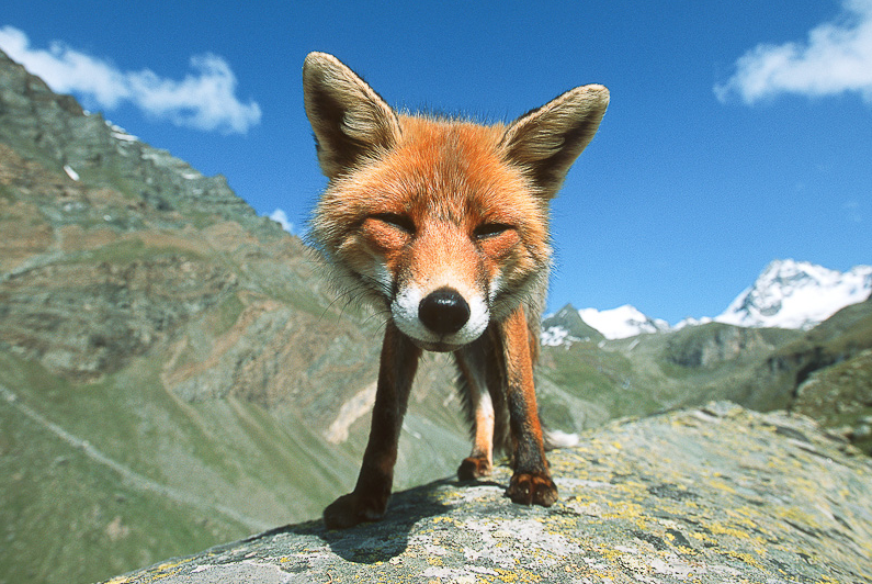 nubbsgalore:  here’s looking at you, kit. red foxes photographed by (click pic) matt