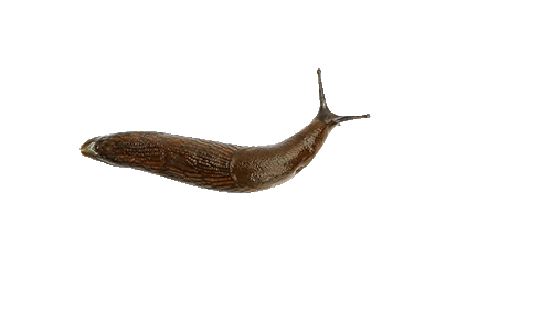 #slug Graphic Theme