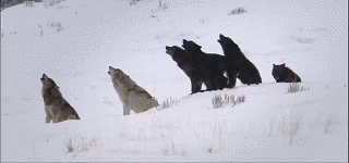thatwanderinglonewolf:  Wolf Pack [X]