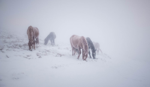 beautifulklicks - Snow HorsesMikhail Gaponov Russia (...