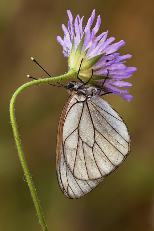 tamarakavalou: The Black-veined white  The Black-veined white or Aporia crataegi is a large but