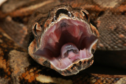 herpetology-world:  serpentscaled:  untitled on Flickr. Sonoran boa greeting!  What a great shot! 