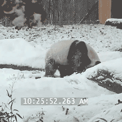 usatoday:  Why does it snow? So that pandas can frolic.  