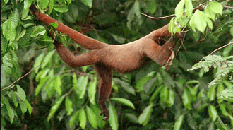 funnywildlife:  Monkey mother uses herself as a bridge for the lil one.