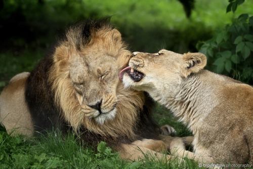 brookshawphotography: Today is World Lion Day (August 10th). These are endangered Asiatic Lions at C