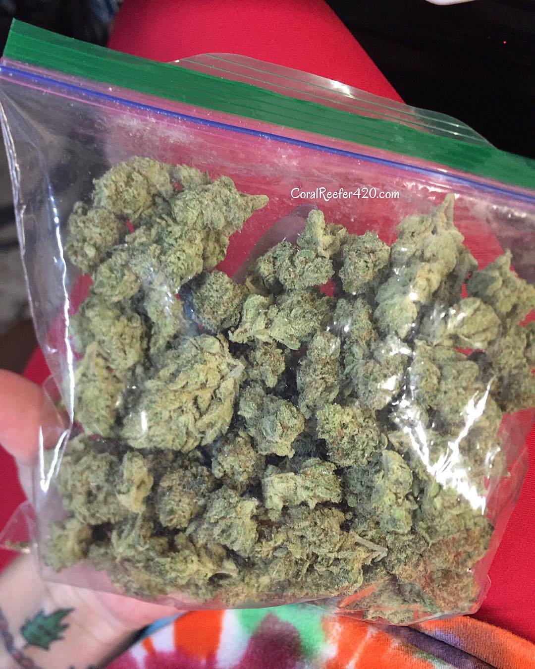 weedporndaily:  #GorillaGlue4 😍 by coralreefer420