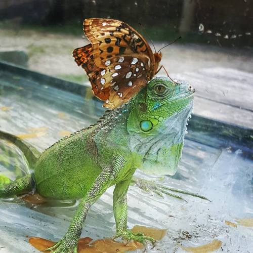 frolicingintheforest:My friend’s iguana, Zeus… and his butterfly friend. <3 @idionkisson