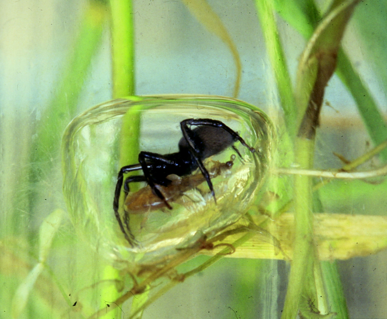 sixpenceee:  The diving bell spider, Argyroneta aquatica, is the only species of