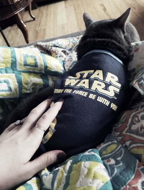 suchaprettypoison:“The Force is strong in my family, my father had it, I have it, my cat has i