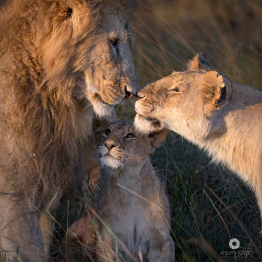 bigcatslions:  Hercules - is a rescued Lion