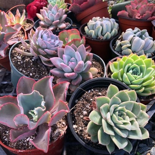 harddyblog:Fact: Succulents prefer living in color. Early morning sunlight and afternoon shade helps