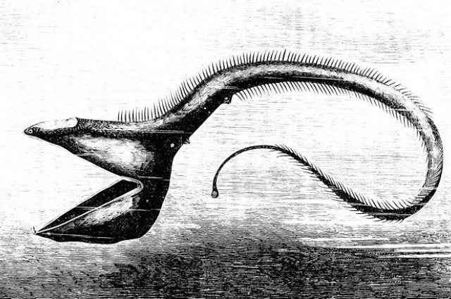 ggwookie: Gulper Eel (1883) 