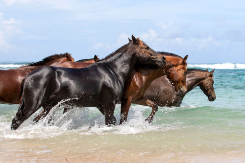 Retired racehorse’s paradise: Sumba Island, Indonesia 