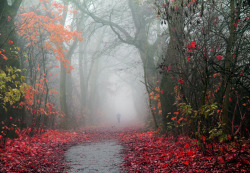 tulipnight:  Through the fog by Mah Nava