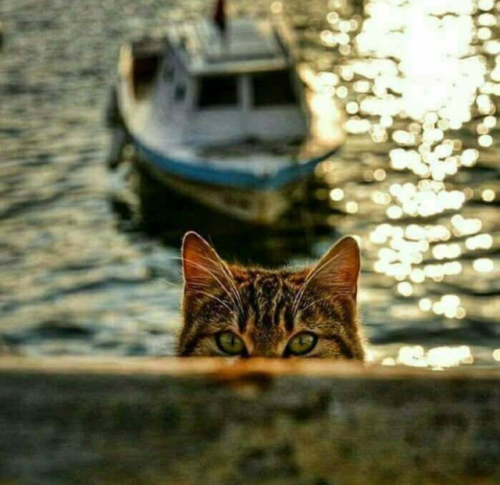 Göz Gördüğünü Sevmez .. Sevdiğini Görür…