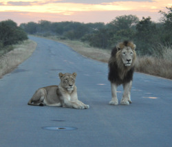 bigcatkingdom:  Leeues / Lions (Panthera