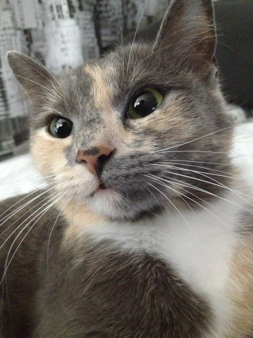 fantasticcatadventures: Meet Squeak. The cat that never grew out of her kitten body.