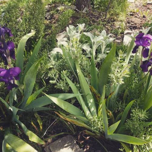  It's​ taken 3 years but the front garden is filling in with something other than weeds (Iris, rosem