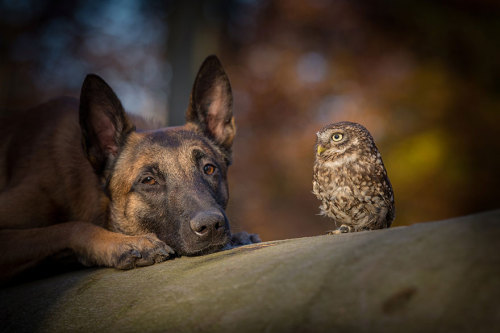 xdoggylovex:I wouldn’t have believed that an owl and a dog could become best friends until I saw these surprising and  adorable photos by Tanja Brandt, a professional animal photographer and  collage artist in Germany. Ingo the shepherd dog and Poldi