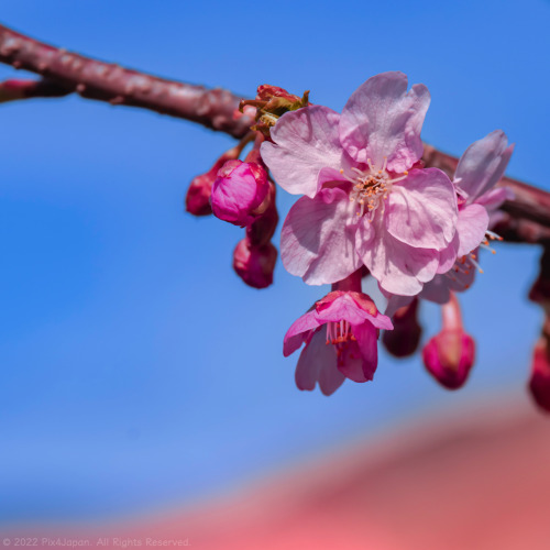 Cherry Blossom PetalsLone cherry blossoms against a background of cherry blossom trees and clear, bl