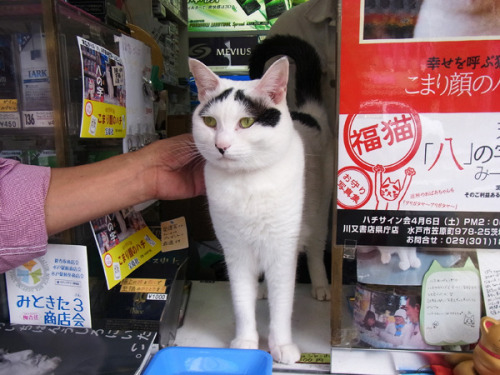 dailyportalz:  八の字眉毛の猫の「八」を借りにいく - デイリーポータルZ：@nifty 
