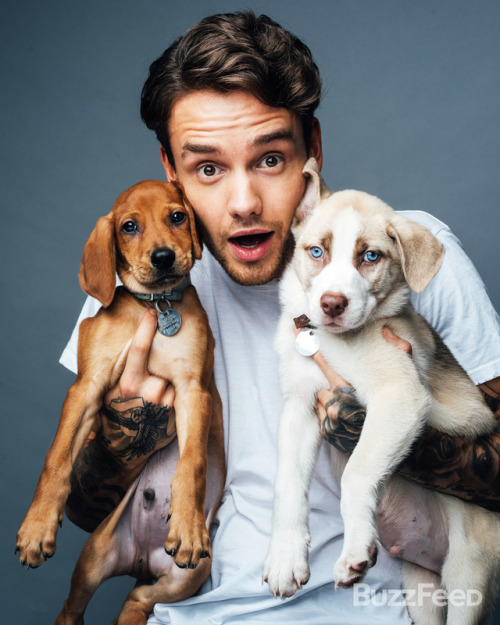 Um hi.We photographed Liam Payne with a bunch of puppies.And it is cute as hell. : Taylor Miller/Buz