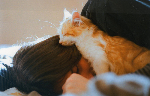 fotosfornovelas:  -Chicas con Gatos-Gatos