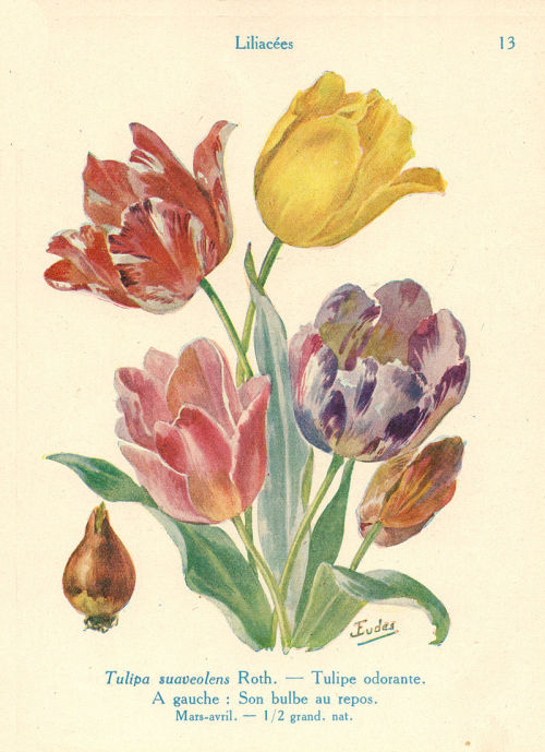 heaveninawildflower:  Botanical studies in watercolour (with the months of flowering)  by J. Eudes (1856-1938). Plate from  ‘Les Fleurs de Jardins‘ (Les Fleurs de Printemps) published by Paul Lechevalier (1929). Wikimedia 