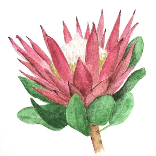 kingprotea