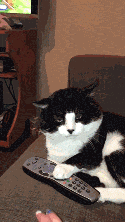 awwww-cute:  &ldquo;Fuck you, human. This remote is mine now