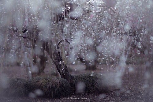 landscape-photo-graphy:The Enchanting Japanese Spring Photographed by Hidenobu Suzuki Japanese beaut