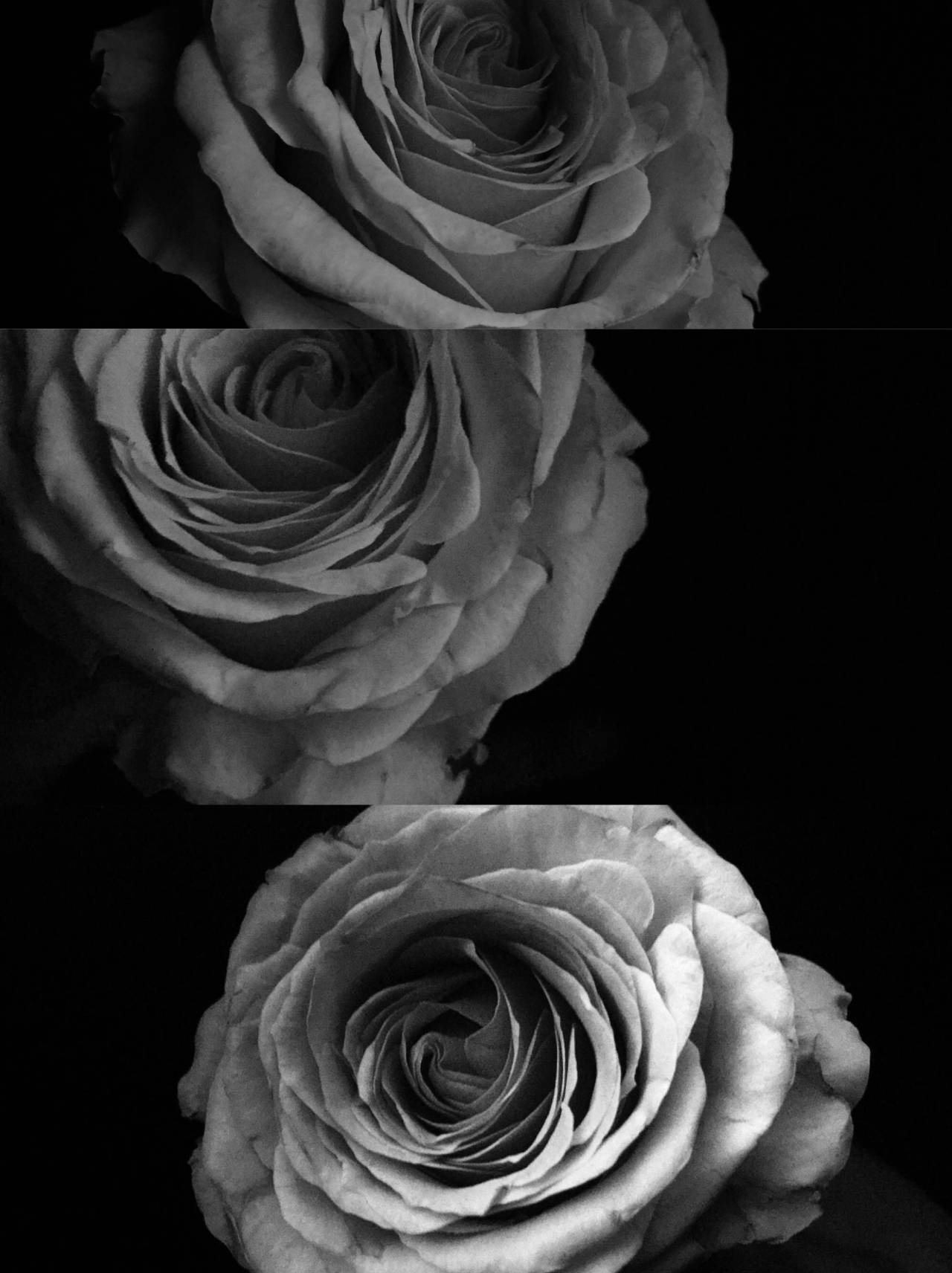 The Harmony of Yin and Yang