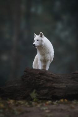 ikwt:  The Lone Wolf (christianmladik) | instagram