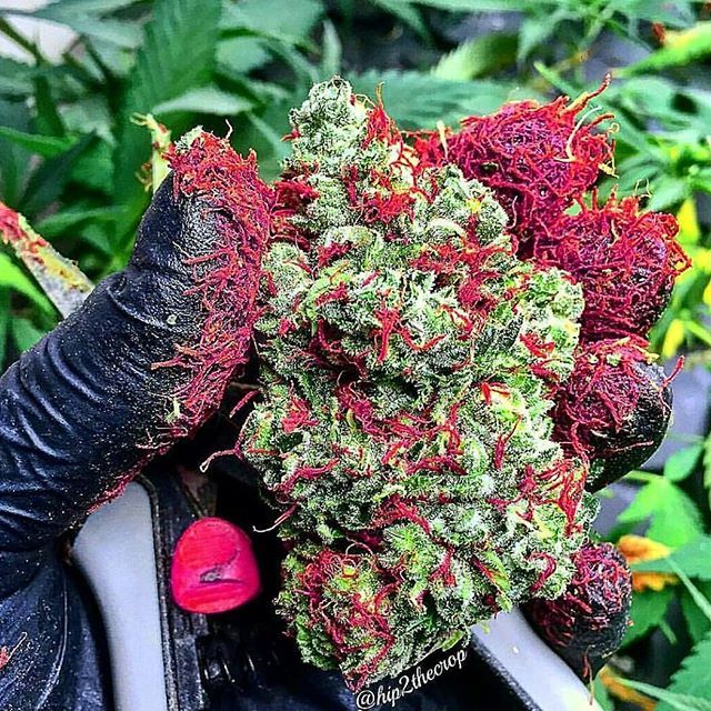 thedailychief:  Look at this crazy nugg! 👍😵❤️️📷;instagram.com/madame.kush